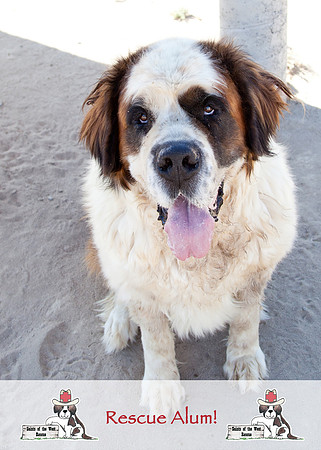 Buddy