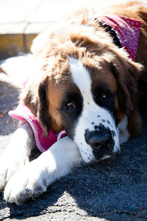 SaintsParade2013-30