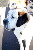 SaintsParade2013-4