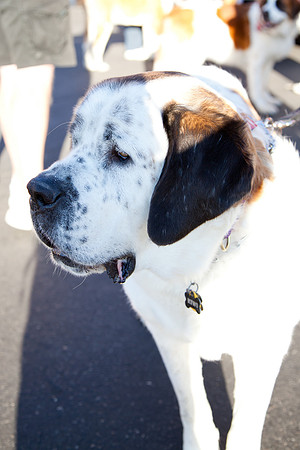 SaintsParade2013-4