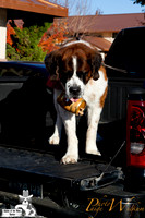 SaintsParade2013_internet-8