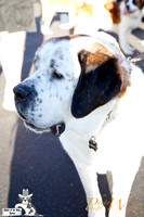 SaintsParade2013_internet-4